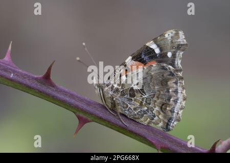 Amiral rouge canari (papillon Vanessa à pieds brousstés (Nymphalidae), autres animaux, insectes, papillons, animaux, Amiral rouge canari adulte, dessous Banque D'Images