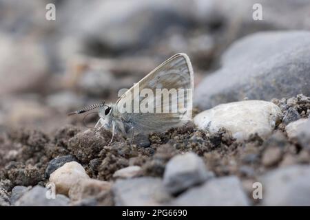 Plebejus pyrenaicus, Plebeius pyrenaicus, Blue, Blue papillons, autres animaux, Insectes, papillons, animaux, Gavarnie Blue (Agriades pyrenaicus) Banque D'Images