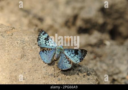 Autres animaux, insectes, papillons, animaux, marque de métal noire (Lasaia agesilas) adulte, reposant sur un sol sablonneux, Alta Floresta, Mato Grosso Banque D'Images