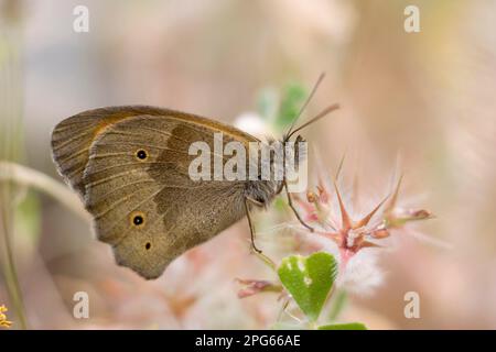 Papillon à pieds en brosse (Nymphalidae), autres animaux, insectes, papillons, animaux, Meadow Brown (Maniola telmessia) adulte, reposant sur une plante Banque D'Images