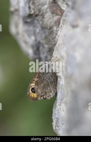 Grand mur brun (Lasiommata maera) adulte, reposant sur la roche, Vercors, Alpes, France Banque D'Images