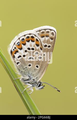 Bleu de trèfle blanc, bleu Argus, blues argenté (Plebejus argus), bleu Argus, autres animaux, insectes, papillons, Animaux, bleu clouté d'argent Banque D'Images