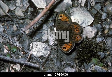 Yeux bruns, petits yeux bruns, yeux bruns, petit papillon à pieds en brosse (Nymphalidae), autres animaux, insectes, papillons, animaux, Mur du Nord Banque D'Images