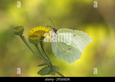 Brimstone (Gonepteryx rhamni) papillon adulte, se nourrissant de fleurs de Fleabane commune (pulicaria dysenterica), Warwickshire, Angleterre, Royaume-Uni Banque D'Images