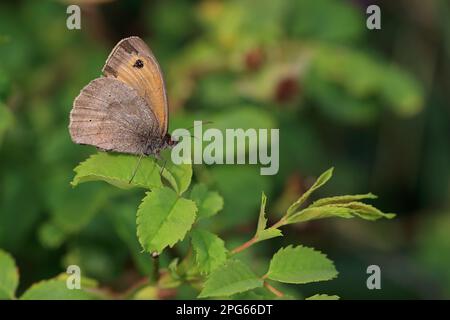 Meadow Brown (Maniola jurtina) adulte, reposant sur des feuilles, Norfolk, Angleterre, Royaume-Uni Banque D'Images