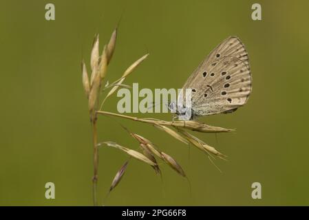 Bleu alcon de montagne (Phengaris rezi) Bleu de Gentian croisé, Bleu de Gentian croisé (Lycaenidae), autres animaux, insectes, papillons, animaux Banque D'Images