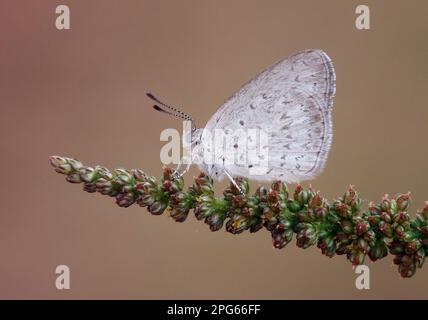 Herbe-bleu commune (Zizina labradue) adulte, reposant sur la tête de fleur, Australie du nord Banque D'Images