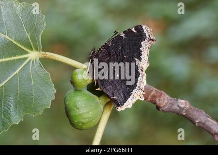 Beauté Camberwell (Nymphalis antiopa) adulte, sous-sol, reposant sur la Fig commune (Ficus carica), Alpes italiennes, Italie Banque D'Images