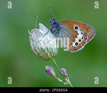 Heath Butterfly, Meadow Butterfly, autres animaux, insectes, papillons, Animaux, la santé de Darwin (Coenonympha darwiniana) adulte, reposant sur Banque D'Images