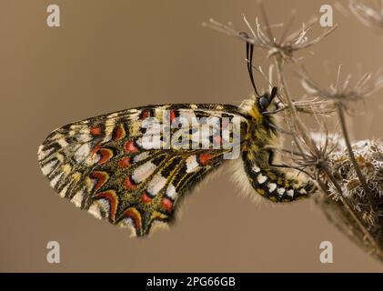 Fétoon espagnol (Zerynthia rumina), papillon de Festoon occidental, Festoon espagnol adulte, sous-sol, reposant sur la carotte sauvage s. Banque D'Images