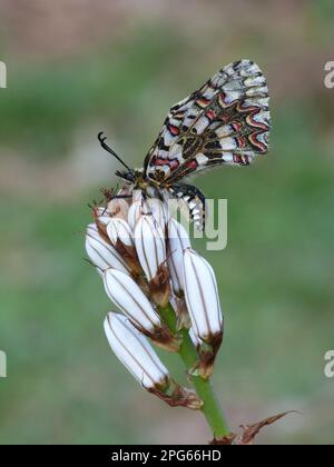 Festoon espagnol (Zerynthia rumina) adulte mâle, reposant sur des boutons-fleurs d'Asphodel blanc (Asphodelus albus), Andalousie, Espagne Banque D'Images