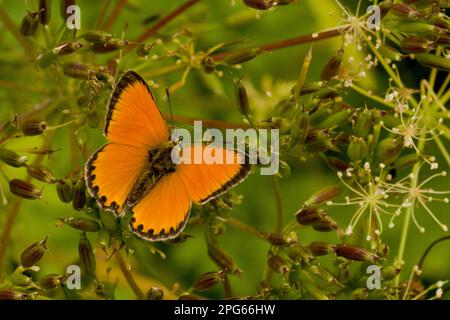 Cuivre rare (Lycaena virgaureae) adulte mâle, avec ailes à moitié ouvertes, Alpes italiennes, Italie Banque D'Images