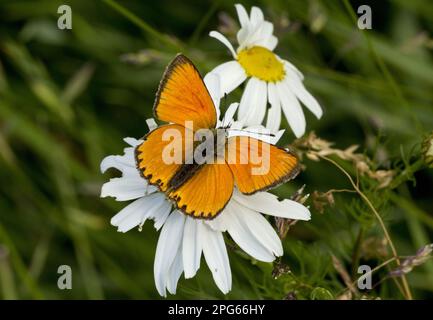 Cuivre rare (Lycaena virgaureae) Homme adulte, reposant sur la fleur, à 1900m ans, Alpes Maritimes, France Banque D'Images