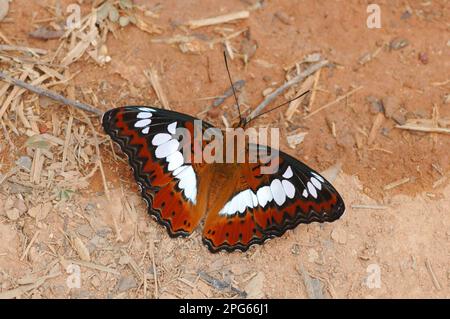 Commandant commun (Moduza protris) adulte, se nourrissant de sels minéraux, sur le chemin de la forêt de mousson, Khao Yai N. P. Thaïlande Banque D'Images