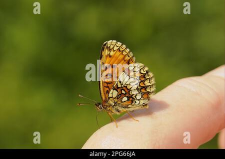 Heath Fritillary (Mellicta athalia), adulte, se nourrissant de minéraux provenant du doigt humain, Kent, Angleterre, Royaume-Uni Banque D'Images