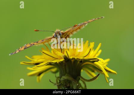 Plantain Fritillary, autres animaux, insectes, papillons, animaux, Glanville Fritillary (Melitaea cinxia) adulte, se nourrissant de fleurs de pissenlit Banque D'Images