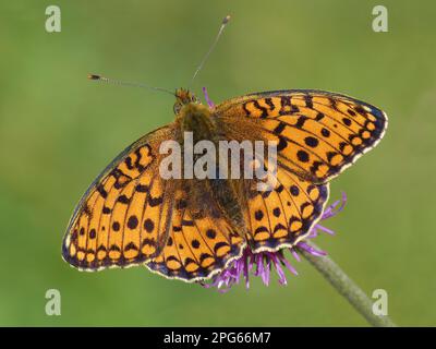 Niobe Fritillary (Argynnis niobe) adulte mâle, se nourrissant de Knapweed (Centaurea sp.) Fleur, vallée de Formazza, Alpes italiennes, Piémont, Italie du Nord Banque D'Images