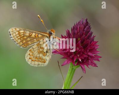 Marais alpin Fritillaire (Euphydryas aurinia deberis) adulte mâle, roosting sur Black Vanilla Orchid (Nigritella nigra) flowerSpike, Alpes italiennes, Italie Banque D'Images