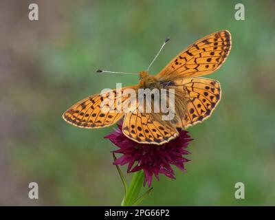 Frillaire de berger adulte (Boloria pales), se nourrissant de l'orchidée noire à la vanille (Nigritella nigra), Alpes italiennes, Italie Banque D'Images