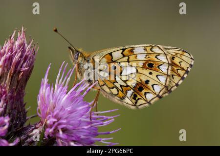 Petit frillaire bordé de perles (Boloria selene), adulte, reposant sur une fleur de chardon des marais (Cirsium palustre), Powys, pays de Galles Banque D'Images