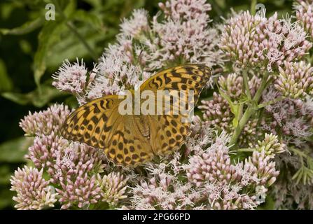 Femme adulte, Frittillary lavée à l'argent (Argynnis paphia), se nourrissant de fleurs de Hemp Agrimony (Eupatorium cannabinum), Dorset, Angleterre, Royaume-Uni Banque D'Images