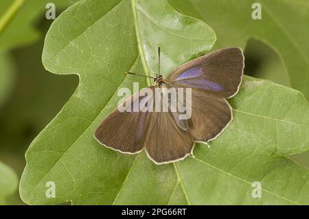 Purple Purple Purple hairstreak (Quercusia quercus) adulte femelle, reposant sur une feuille de chêne, Angleterre, Grande-Bretagne Banque D'Images