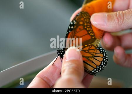 Papillon monarque (Danaus plexippus), papillon monarque, autres animaux, insectes, papillons, Animaux, Monarch Butterfly adulte, aile mesurée avant Banque D'Images