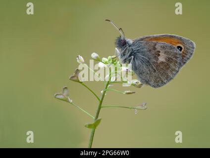 Petite lande (Coenonympha pamphilus), adulte, reposant sur des fleurs de la bourse de berger (Capsella bursa-pastoris), Corse, France Banque D'Images