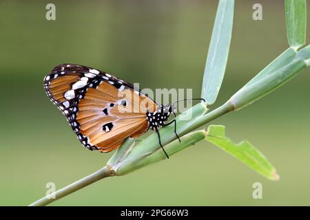 Petit monarque monarchnique, monarque africain (Danaus chrysippus), Tigre commun, autres animaux, insectes, papillons, Animaux Monarch adulte, dessous Banque D'Images