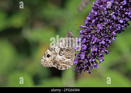 Grisonnante (Hipparchia semele) adulte, se nourrissant de fleurs de Buddleia (Buddleja sp.), Suffolk, Angleterre, Royaume-Uni Banque D'Images