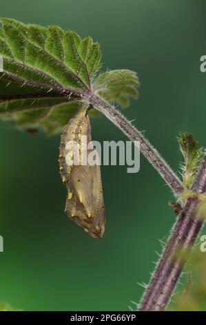 Pupa de la dame peinte (Vanessa cardui), accrochée à une feuille d'ortie, Oxfordshire, Angleterre, Royaume-Uni Banque D'Images