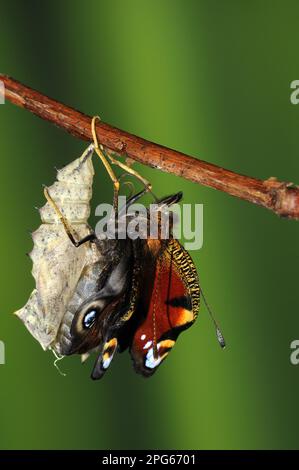 paons européens d'autres animaux, insectes, papillons, animaux, papillon de paon (Inachis io) adulte, ont émergé de pupa, dessèchement et extension des ailes Banque D'Images