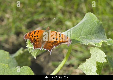 Question Mark (Polygonia interrogationis) adulte, reposant sur la feuille de concombre dans le jardin, Dakota du Nord (U.) S. A. Banque D'Images