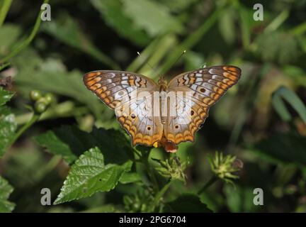 Peacock blanc (Anartia jatrophe) adulte, se nourrissant de fleurs, Linstead, Jamaïque Banque D'Images