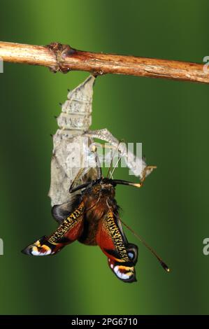 paons européens d'autres animaux, insectes, papillons, animaux, papillon de paon (Inachis io) adulte, ont émergé de pupa, dessèchement et extension des ailes Banque D'Images