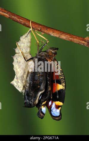 paons européens d'autres animaux, insectes, papillons, animaux, papillon de paon (Inachis io) adulte, ont émergé de pupa, dessèchement et extension des ailes Banque D'Images