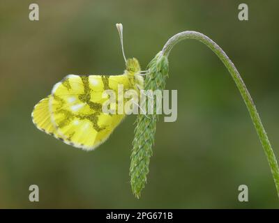 Pointe d'orange marocaine (Anthocharis belia), femelle adulte, dormant sur la tête de fleur du plantain de ribose (Plantago lanceolata), Andalousie Banque D'Images