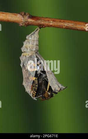 paons européens autres animaux, insectes, papillons, animaux, papillon de paon (Inachis io) adulte, émergent de la pupa, Oxfordshire, Angleterre Banque D'Images