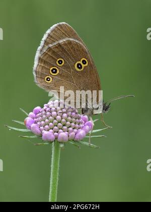 Ringlet (Aphantopus hyperantus) adulte mâle, reposant sur la tête de fleur du champ scabieux (Knautia arvensis) dans le pré, en début de matinée Banque D'Images