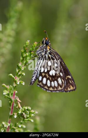 Grand skipper à damiers (Heteropterus morpheus), homme adulte, sous-sol, reposant sur la bruyère commune (Calluna vulgaris), Alpes italiennes Banque D'Images