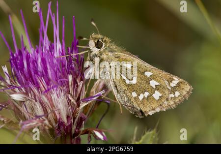 Hesperia Comma (Hesperia Comma) adulte, se nourrissant de fleurs de chardon (Cirsium acule) sur le craie du fond, Hampshire, Angleterre, Royaume-Uni Banque D'Images