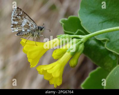 Skipper grizzlé (Pyrgus malvae) adulte mâle reposant sur la fleur de l'auricule (Primula auricula), Dolomites, Alpes italiennes, Italie Banque D'Images