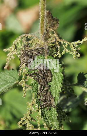 Petites larves de Tortoiseshell (Aglais urticae), alimentation en groupe sur les feuilles de l'ourson (Urtica dioica), Sussex, Angleterre, Royaume-Uni Banque D'Images