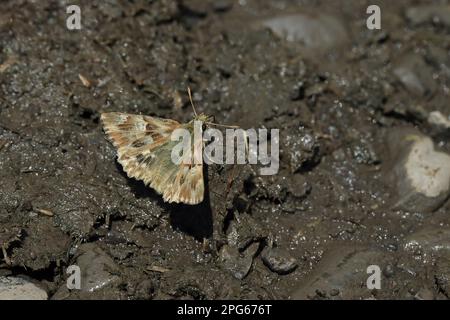 Loreley's Hawker, Zest's Hawker, carcharade marbré (Carcharodus lavatherae) (Hesperiidae), autres animaux, insectes, papillons, animaux, Marbré Banque D'Images