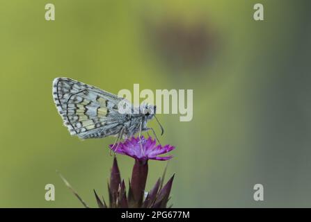 Hespériidae (Pyrgus sidae), hespéridae à bandes jaunes, autres animaux, insectes, papillons, Animaux, Skipper à bandes jaunes, adulte Banque D'Images