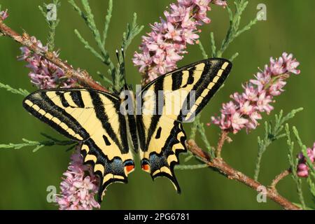 Alexanor méridional (Papilio alexanor), homme adulte, se nourrissant de fleurs de tamarisque français (Tamarix gallica), Péloponesos, Grèce Banque D'Images