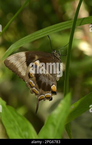 Papilio ulysses, autres animaux, insectes, papillons, animaux, Ulysses Butterfly (Papilio ulysses joesa) adulte, reposant sur le Queensland, Australie Banque D'Images