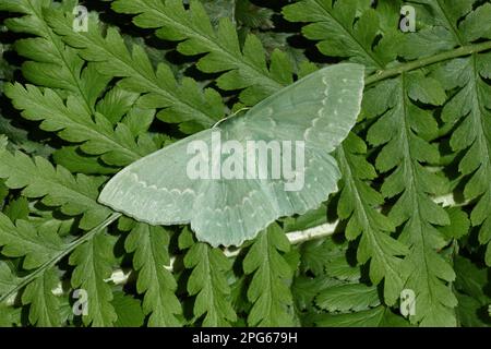 Feuille verte, araignée, insectes, papillons, Animaux, autres animaux, grand émeraude (Geometra papilionaria) Moth adulte femelle, reposant sur la fougère Banque D'Images