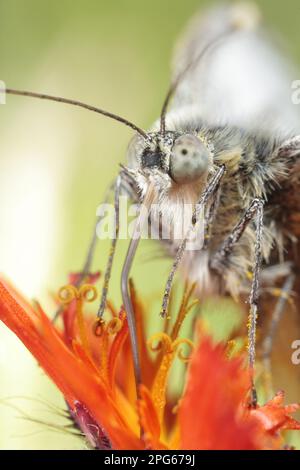 Vert-veiné blanc (Pieris nali) adulte, gros plan de la tête et de la probiose, se nourrissant sur Orange Hawkbit (Hieracium villosum), Powys, pays de Galles, Royaume-Uni Banque D'Images