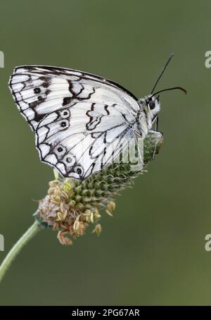 Blanc marbré balkanique (papillon à pieds en brosse Melanargia (Nymphalidae), autres animaux, insectes, papillons, animaux, Balkanique blanc Marbled adulte Banque D'Images